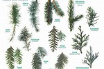 Evergreen Tree Identification