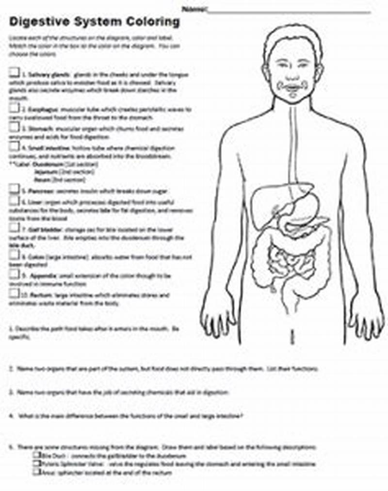 Experiment 3 Virtual Model Digestive System Coloring Activity