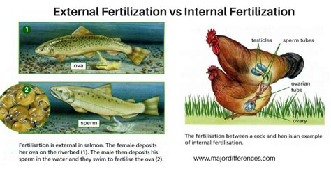 Fertilisasi Eksternal