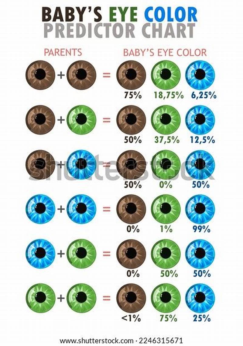 Eye Color Predictor Chart