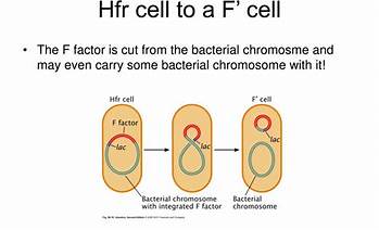 F+ and Hfr cells