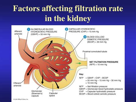 Factors affecting kidney function