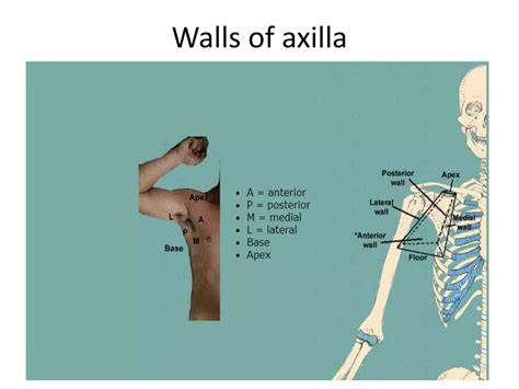 Fakta Menarik Axilla