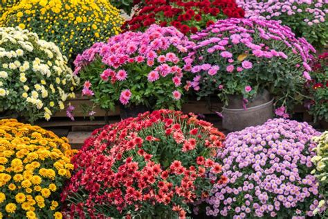 Fall Mum Color Chart