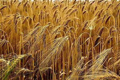 Farmer barley