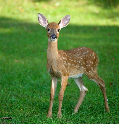 Fawn Pictures