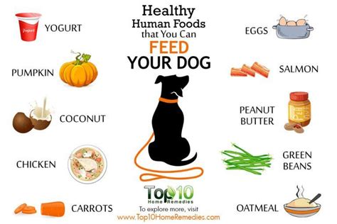 Feed Your Dog a Balanced Diet