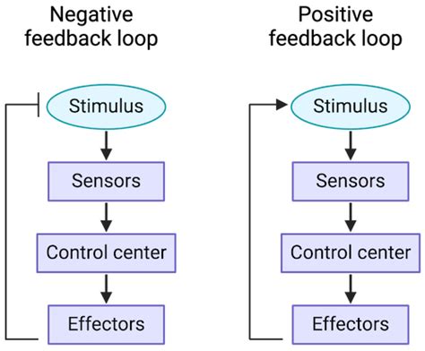 Feedback Loop Positif