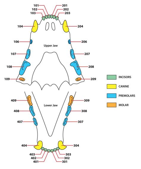 Feline Dental Chart