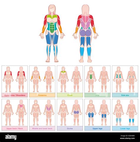 Female Body Chart