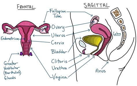 Female Reproductive Anatomy Chart