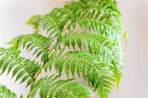 Tumbuhan Berpembuluh Tanpa Biji (Pteridophyta)