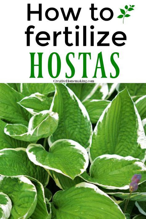 Fertilizing Hostas