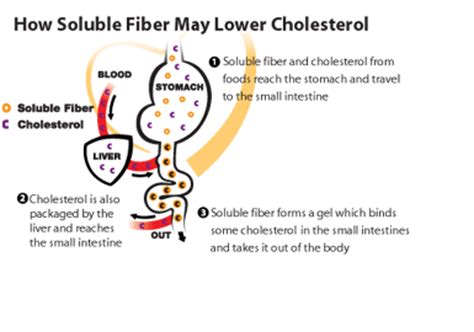 Fiber and Cholesterol