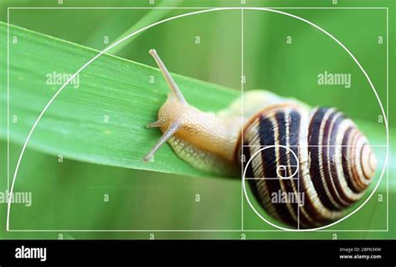 Fibonacci Pattern In Nature