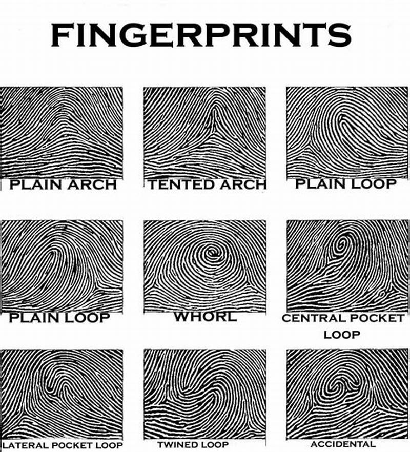 Fingerprint Patterns Printable