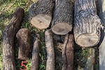 Firewood Tree Identification
