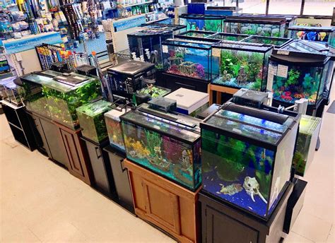 Choosing a Local Fish Aquarium Store