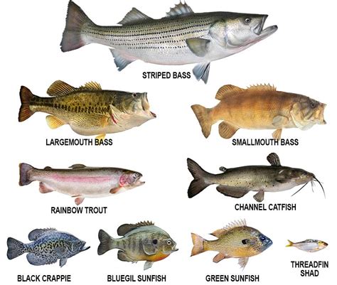 Fish Species in Lake Mead