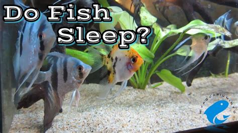 Fishes Sleep Patterns