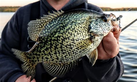 Fishing Gear for Crappie