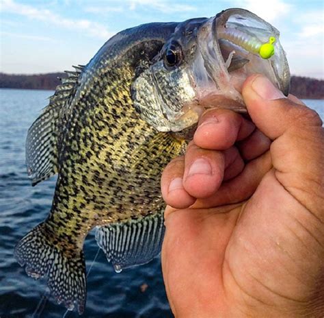Long Line Fishing Tactics for Crappie