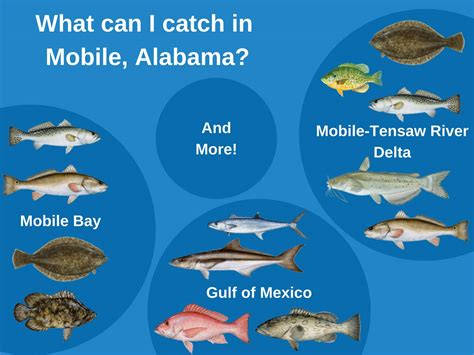 Fishing regulations mobile bay