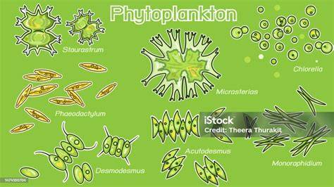 Fitoplankton