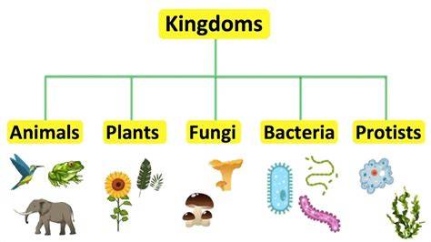 Five Kingdom Classification