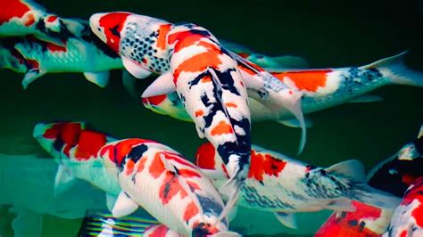 Five-Color Koi Fish