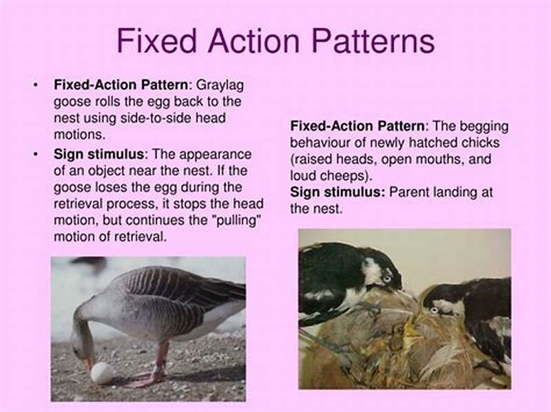 Fixed Action Pattern In Animal Behaviour