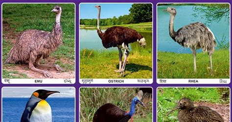 Flightless Birds Chart