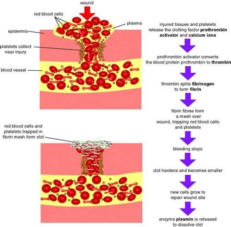 Flow Chart Of Blood Clotting