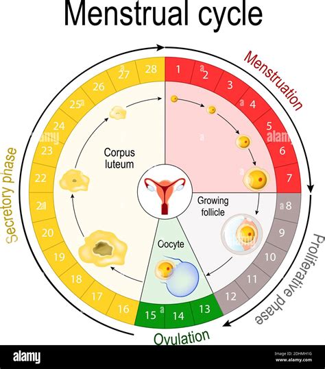 Flow Chart Of The Menstrual Cycle