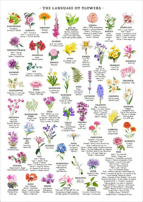 Flower Meaning Chart