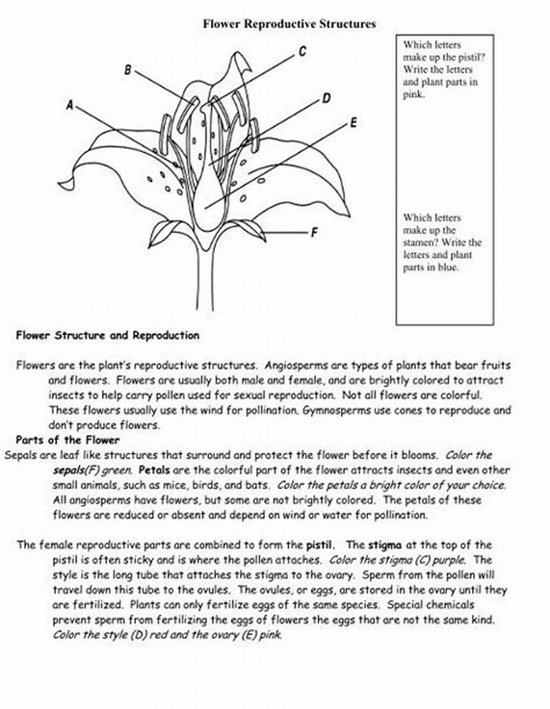 Flower Structure And Reproduction Coloring Sheet Key