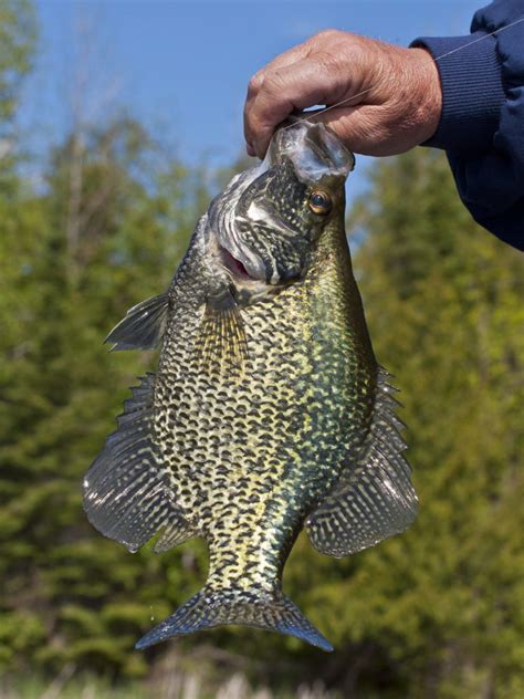Fly Fishing for Crappie Skills