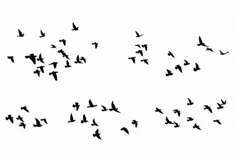Flying Bird Pattern