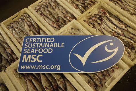 Focus on Sustainability Fish Market