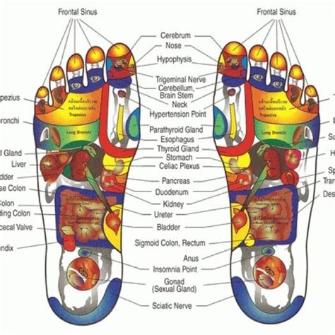 Foot Chart Nerve Endings