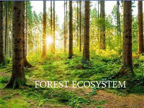 Habitat dan Ekosistem Tumbuhan