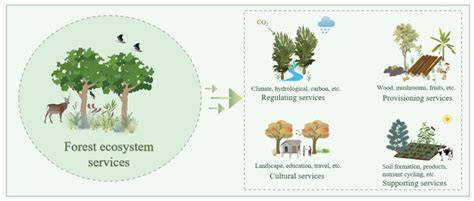 Forest ecological functions