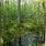 Forested Wetland