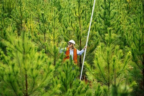 Forester Career Description