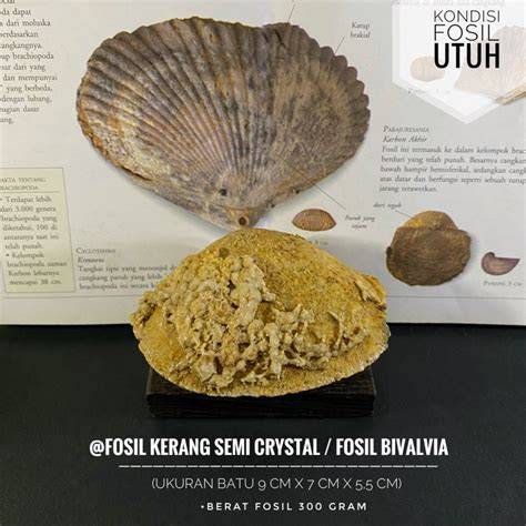 Fosil kerang