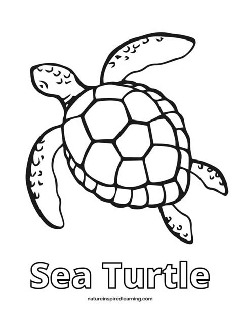 Free Printable Cartoon Images Of A Sea Turtle