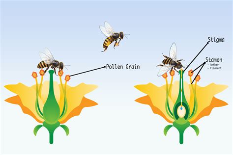 Free Printable How Animals Use Flowers To Pollinate