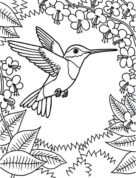 Free Printable Hummingbird Coloring Pages