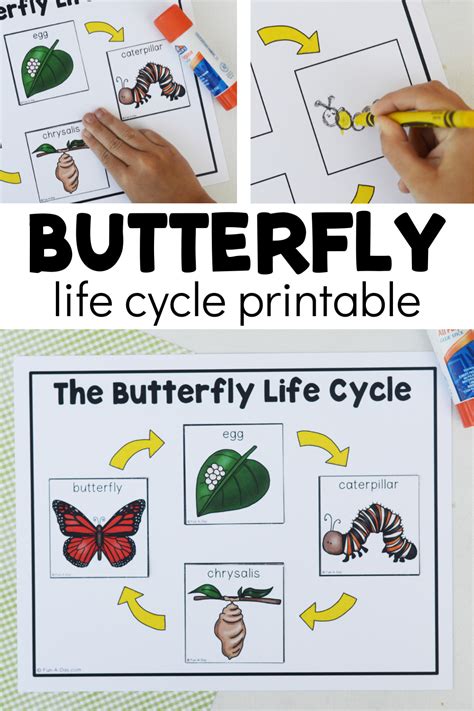 Free Printable Life Cycle Of A Butterfly Worksheet