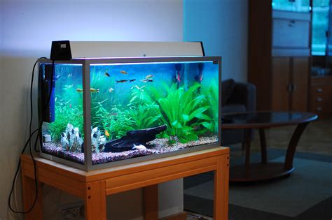 Freshwater aquarium picture